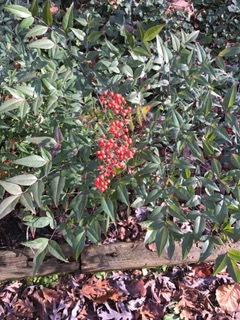 Harbour Dwarf Heavenly Bamboo | Stewart Plant Database