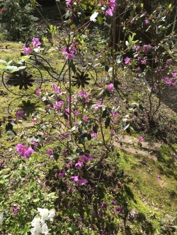 Abbey's Review Rhododendron | Stewart Plant Database