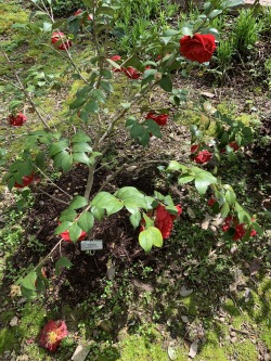 Camellia Blood of China | Stewart Plant Database