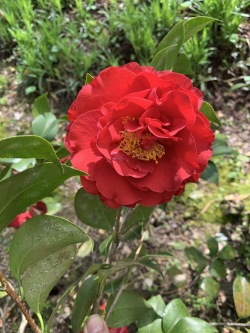 Camellia Blood of China | Stewart Plant Database