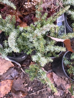 Juniperus conferta 'Silver Mist' (Silver Mist Shore Juniper)